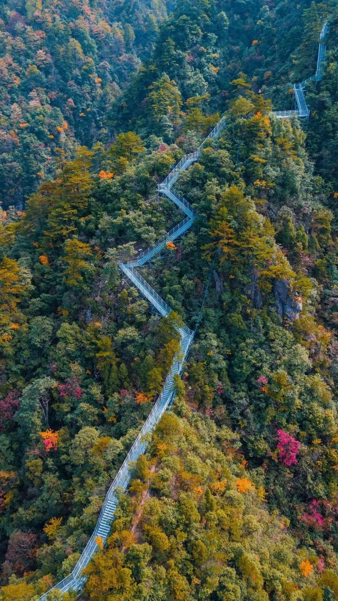 别错过周末好天气，来大明山邂逅一场秋日红叶吧！|登山赏秋 | 大明山景区