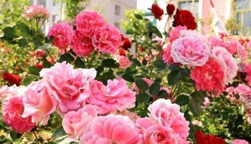 盆栽|养花达人养花,就喜欢在盆里埋点它,养啥都旺,比花肥都强!