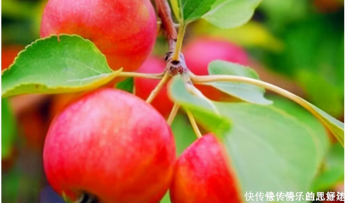 延緩衰老|聰明的人喜歡吃3種食物，營養豐富、延緩衰老，好吃又不貴！