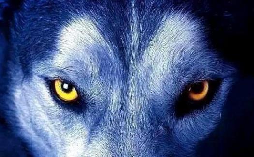 狼性思维能成大器的男人,都有这五种可怕的像狼一样;傲骨铮铮