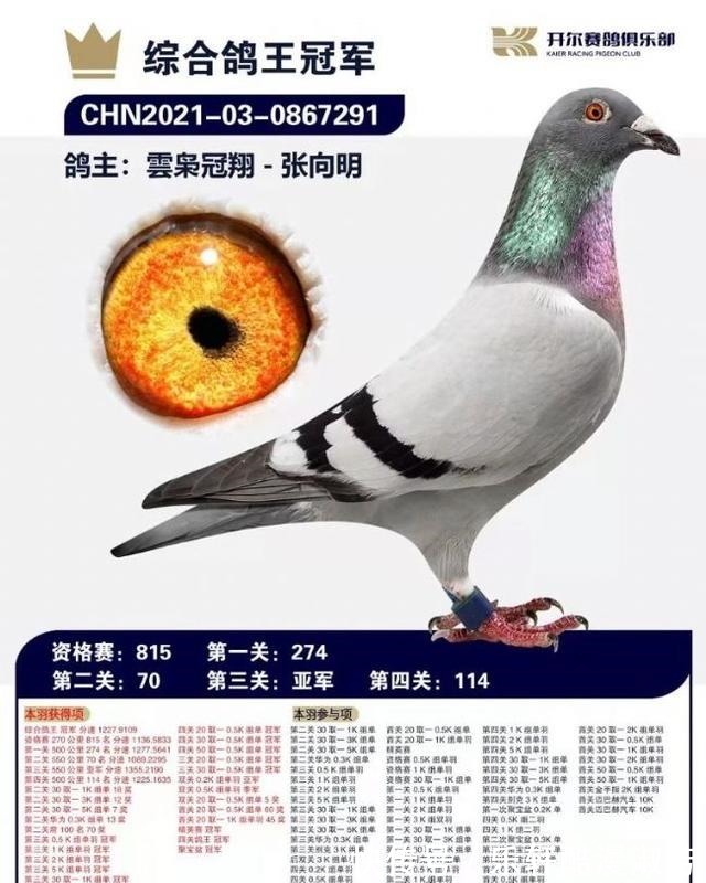 職業(yè)賽場(chǎng)|職業(yè)賽場(chǎng)哪家強(qiáng)且看這批2021年實(shí)力冠軍鴿王