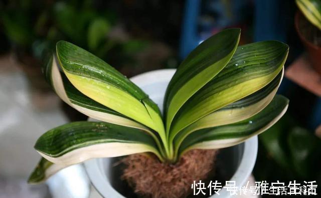 君子兰总活不过夏天，这3个方面没有做好，每一个都很致命