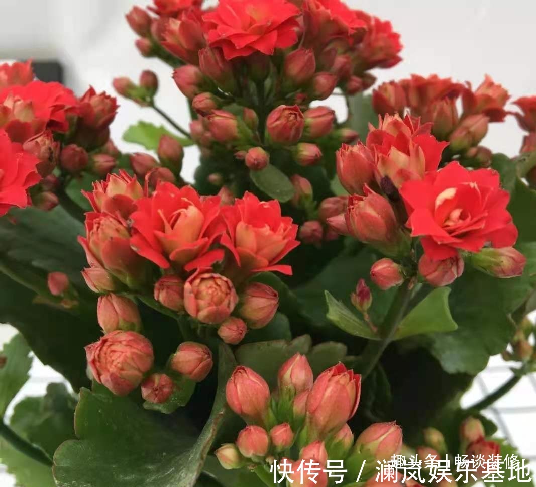 长寿花|养坏了几十盆花,才总结出来的避坑心得,养花新手看这篇就够了
