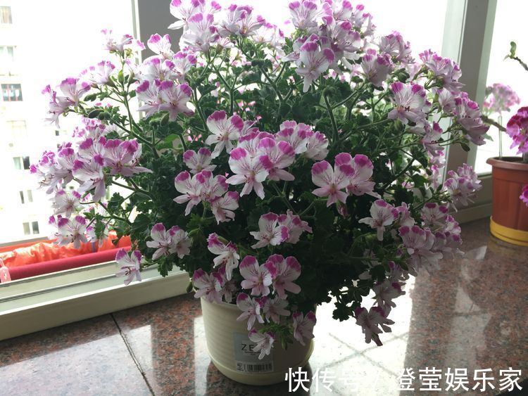 小姐|喜欢牡丹,不如养“稀有玫瑰”宠爱小姐,金蕊红衣,甚是美艳!