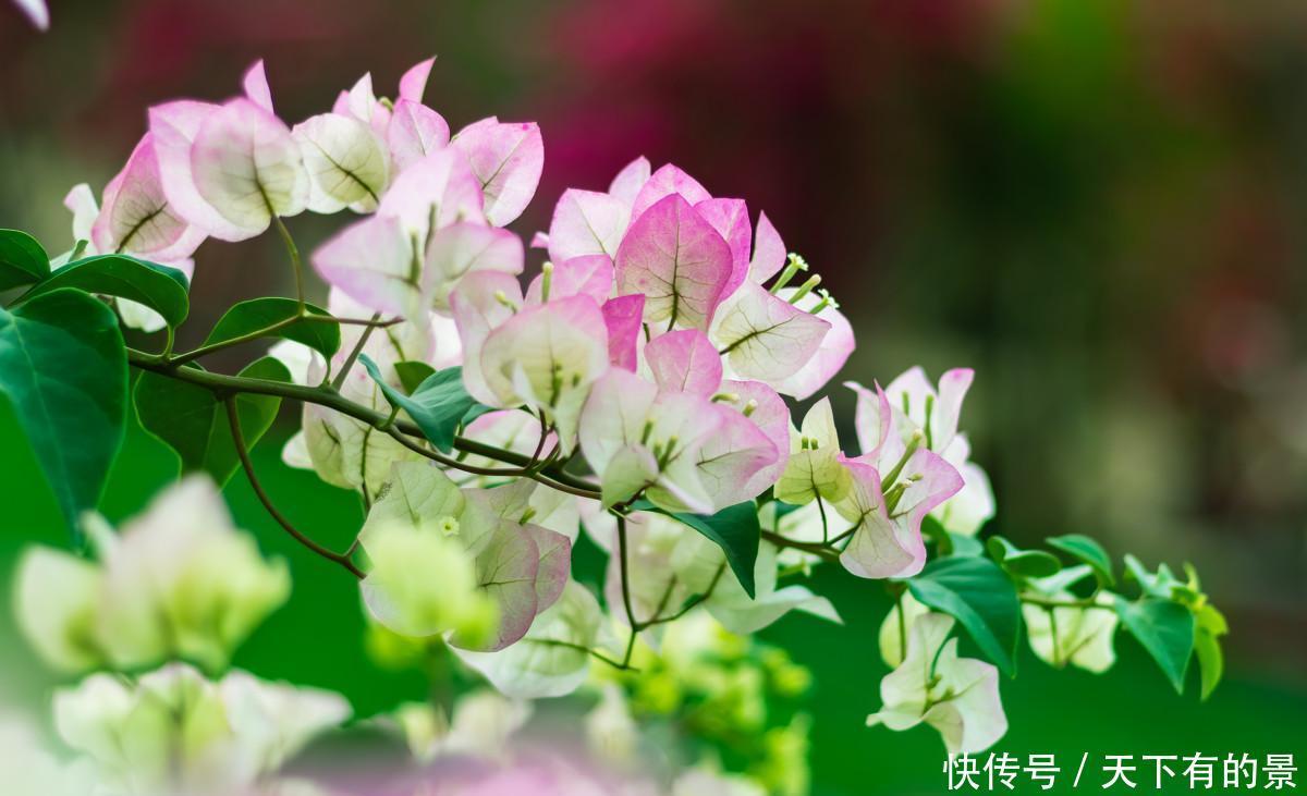 养分|三角梅只长叶不开花,除了光照和养分,再做2件事,能快速长花苞