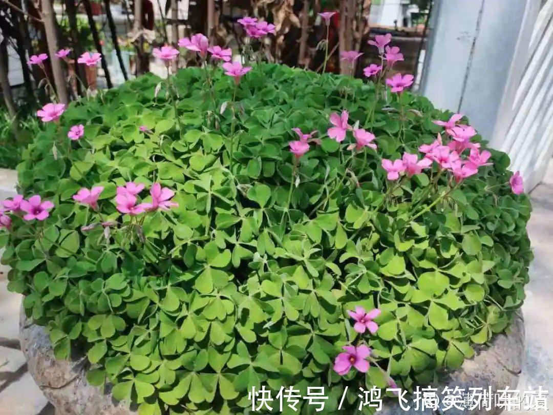 太阳花|养到烦人的花,盆都不够用,扔掉还很心疼