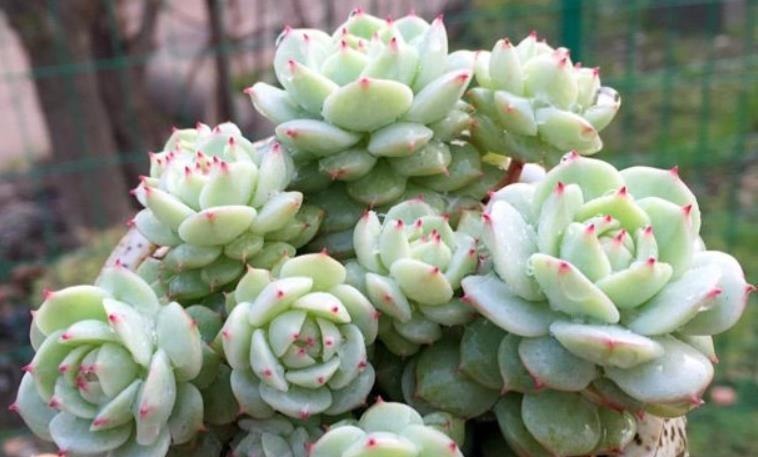 养多肉不想买土？试试此8个品种，它们可以说是最不挑土的多肉了