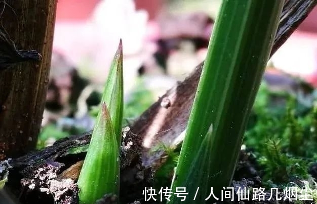寒露时节,如何管理兰花?只需一个小技巧,花苞更健壮开花更香