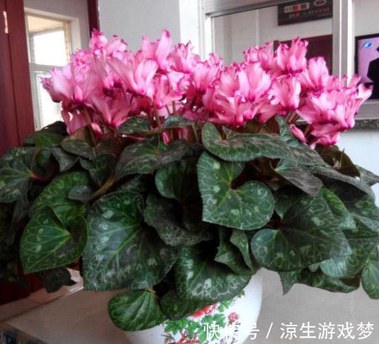 公认难养的10种“漂亮花”，没有几年养花经验，建议别买回家