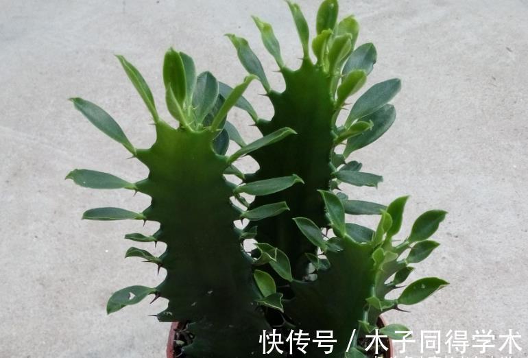 四海波|想叶插这些多肉的肉友别浪费时间,因为迄今为止没人成功