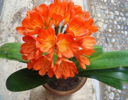 6月养君子兰,别忙着“浇水”,盆里扔“一豆”,花儿呼呼爆不停