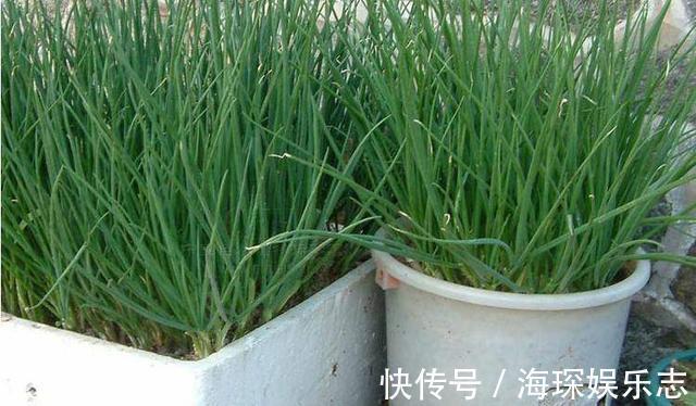 盆栽|4步教你盆栽小葱,又粗又“肥硕”,不用再去菜市场买啦