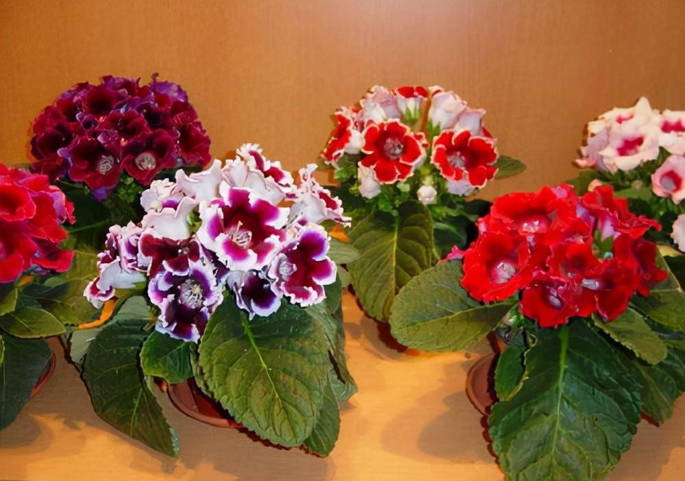 16种耐阴花,就算阳光不足,也能年年生长、开花