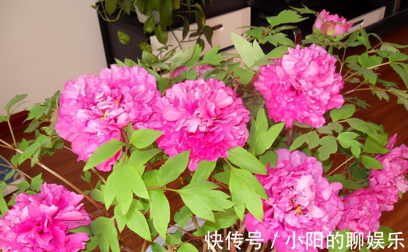 “寿命长”的11种花，好养寓意好，越养越值钱