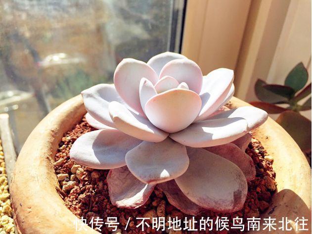 60种多肉图鉴及养护要点，1分钟学会，超全超实用！