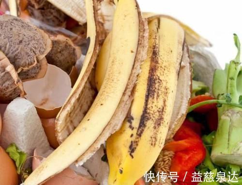 叶片|君子兰、蟹爪兰叶片打蔫，擦一擦，20天长油绿叶