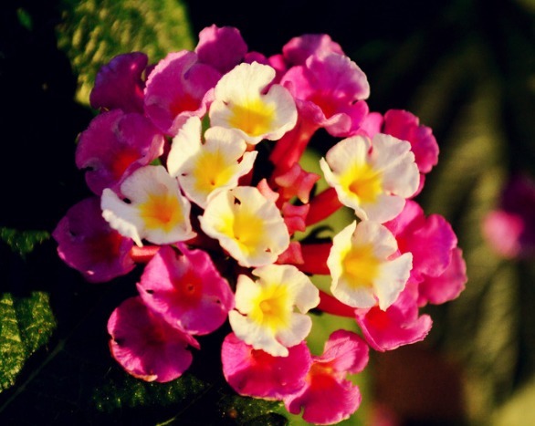 1种花,花开“五色”,比菊花好看,比杜鹃好养,花开四季不停歇