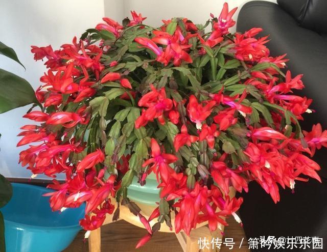 蟹爪兰叶子软塌,难复花,“根源”在这里,解决后重新饱满猛开花