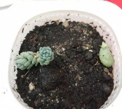 多肉狠心剃个头,呼呼长满小肉芽,20天就爆盆