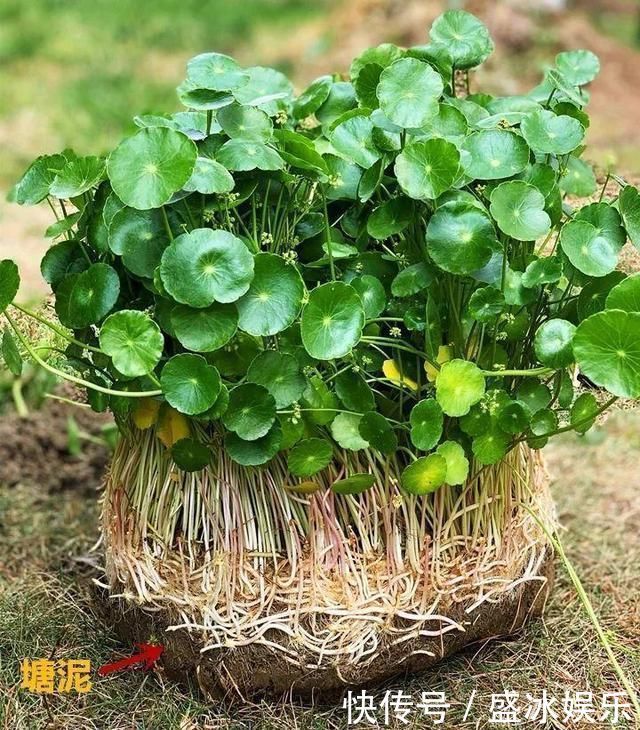 夏天|4种花最喜欢水,夏天养在“水缸”里,30天长爆盆、还开花