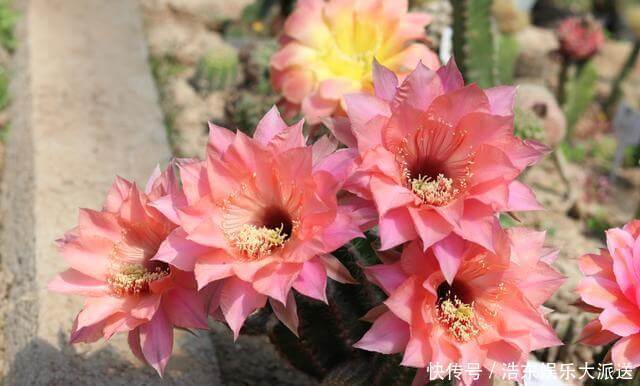 球属|养仙人球,“高手”这样养,做到几点,什么品种也开花