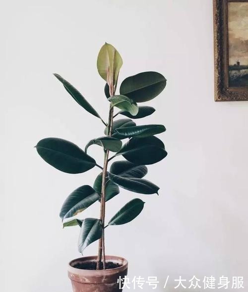 家中养这4种“懒人树”,一年蹿到两米高,客厅变成“绿森林”!