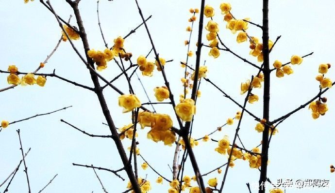 中年|蜡梅，南阳府衙最美的遇见