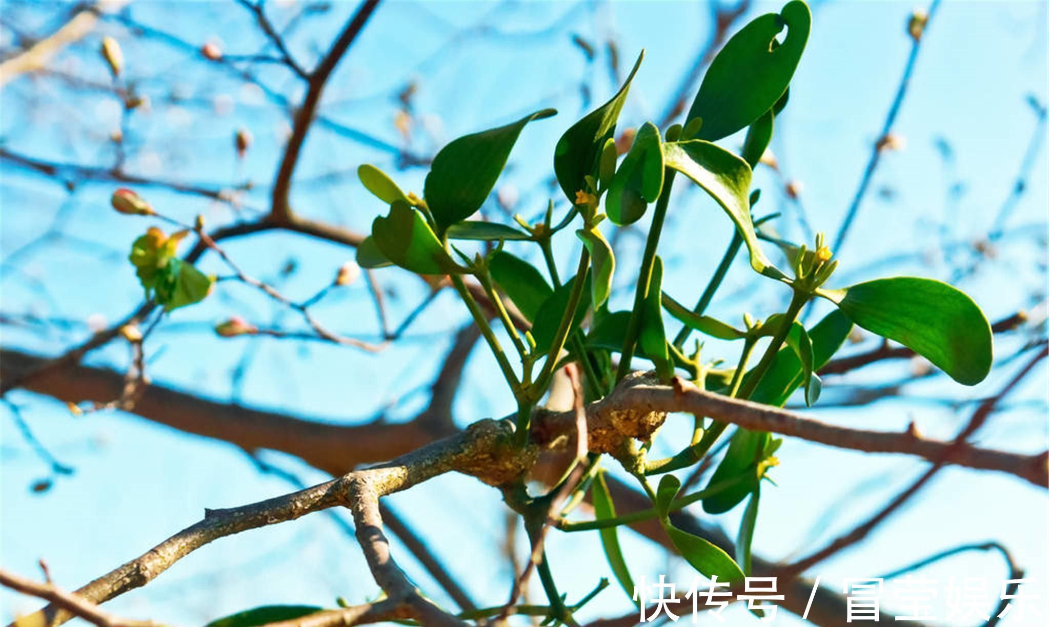 祛湿|祛湿强骨、益肝固肾、降血之压,为药中之上品,养生之常备