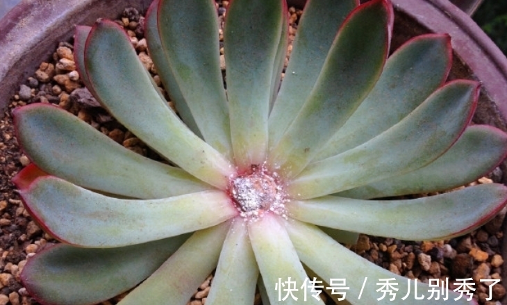 多肉雨燕座一直不爆侧芽?确实如此,但耐心等或砍头它就能变多头