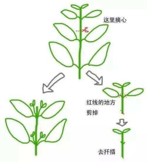 秋季“修枝”很重要,千万不能舍不得,4种方法学会一种就行了