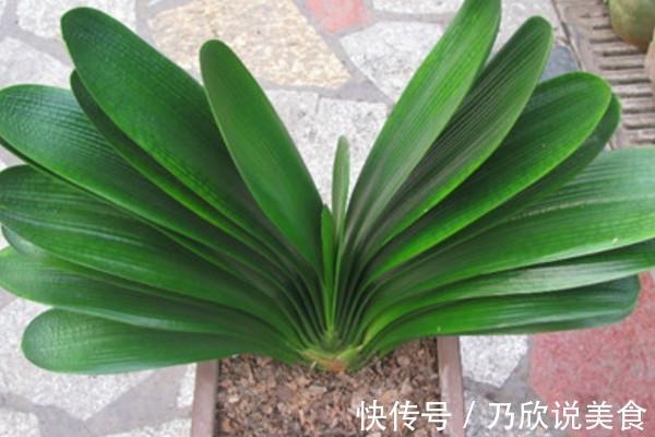 君子兰叶子发黄怎么办教你几招,让叶片重新焕发亮绿!