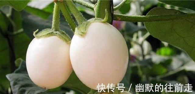 花坛|农村长在树上的“鸡蛋”,估计你这辈子都没见过,更别说吃了