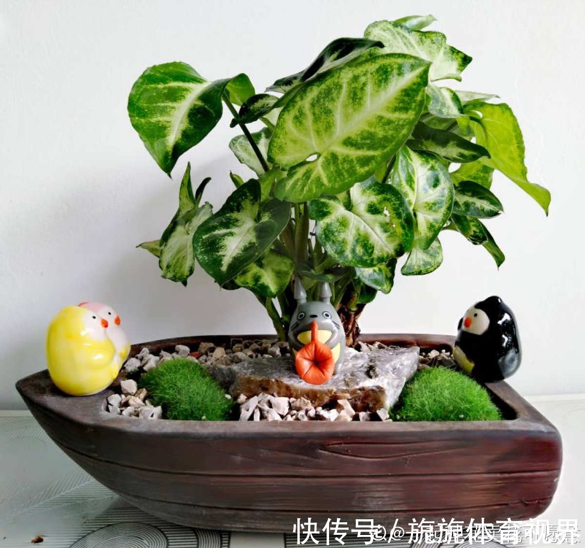 家里光不好,就养10种耐阴绿植,叶子比花还要美