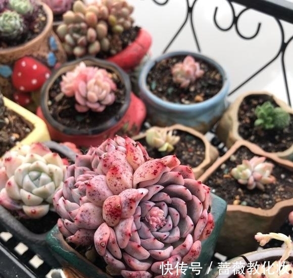 养多肉,配土很重要?只要会养,配土只是一种方式,无关紧要