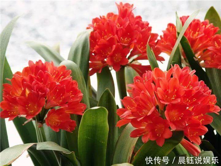 3种花不用“扦插”,花开完等俩月,半年变成“养花大户”!