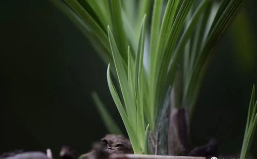 3月份养春兰和蕙兰，护花催芽两不误，有哪些技巧？