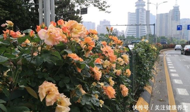 谁说月光族就不配养花这20种月季花月薪3000也能养!