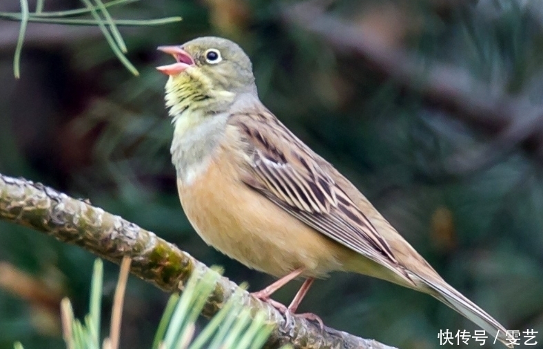 鹅肝|强迫进食,“填鸭式”育肥,用酒溺死后再烤,法国大餐的残忍吃法