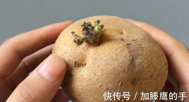 土豆发芽了，到底能不能吃？这么多年一直误解了，作用厉害