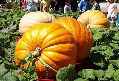 秋季吃南瓜，身体会收获3种好处，营养师却不建议2种错误吃法