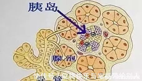 胰腺|“两个方法”增强糖尿病人的“胰腺功能”让血糖正常，赶紧收藏