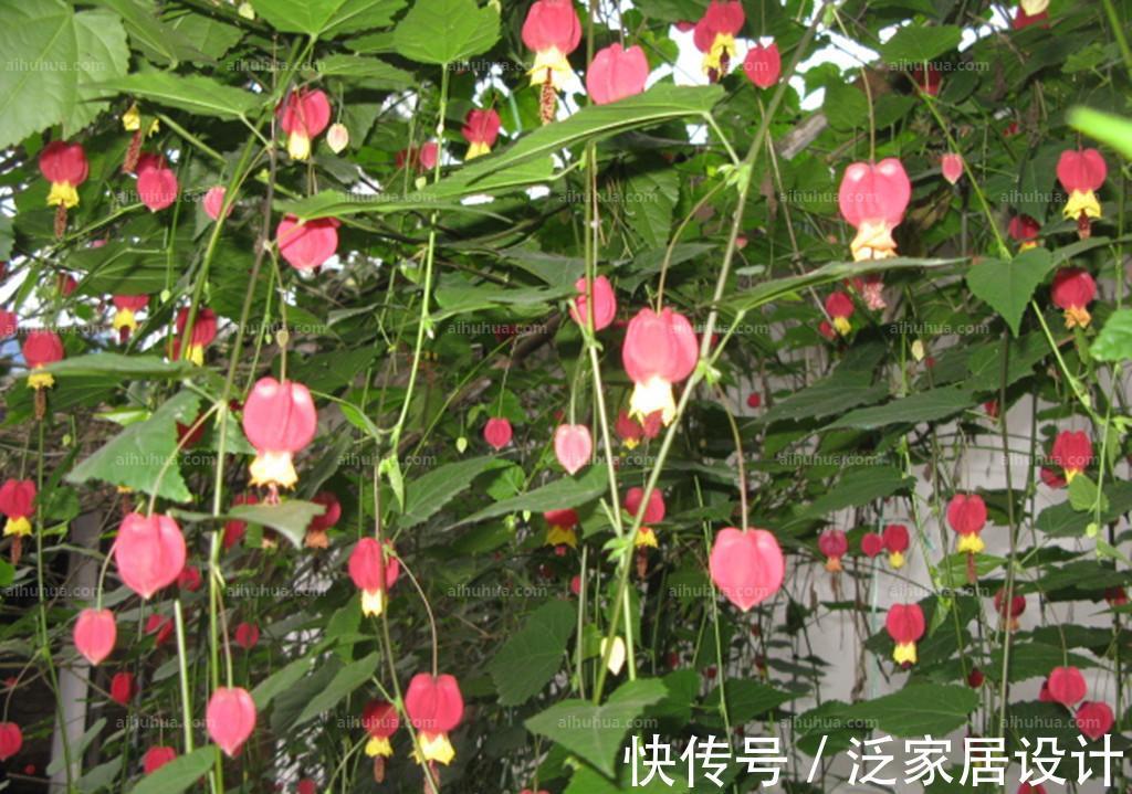 蔓性风铃花|养花试试这几款，花期长达8个月，花量大，极易花开爆盆