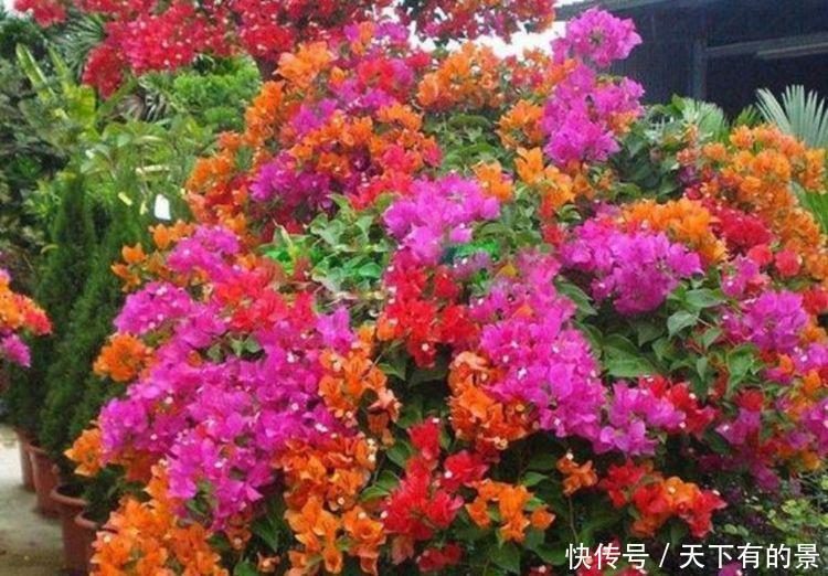 谁见了都喜欢的4种花,比牡丹还漂亮,家里养一盆,招财又纳福