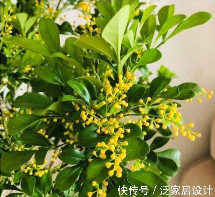 光照|7月2日开始，养花试试这几款，花型圆滚迷人，绚丽多彩