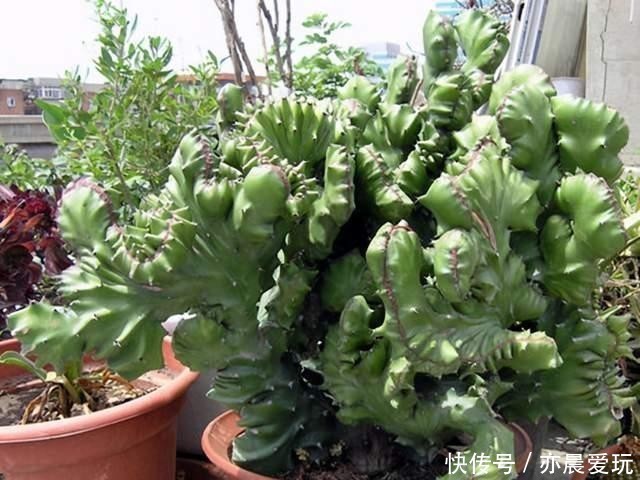 郁郁葱葱|三种“麒麟类”观赏盆栽,想养出郁郁葱葱的状态,你需要这样做