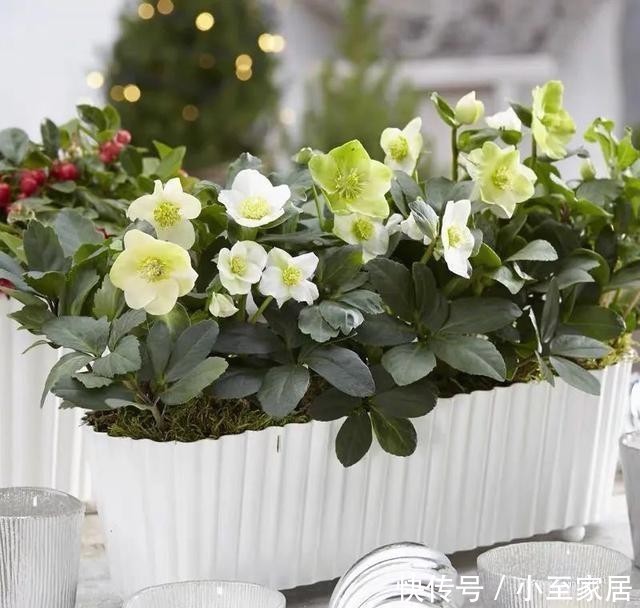  观赏价值|适合冬天养的12种花，家里养几盆，生机盎然，美如仙境！