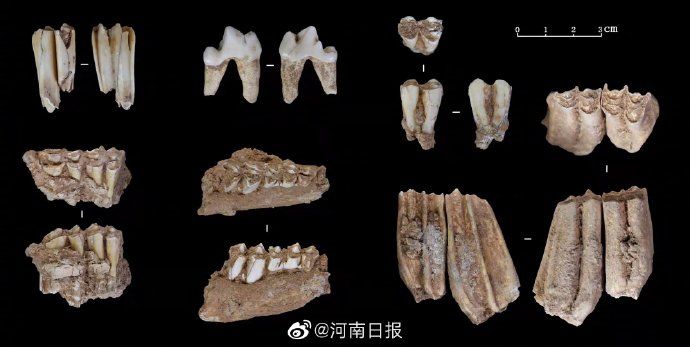 河南&河南鲁山仙人洞遗址发现3.2万年前现代人头骨