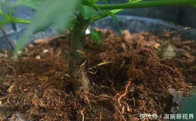 盆栽|幸福树盆栽，养护注意“4点”，新芽多，特别茂盛，还能养开花