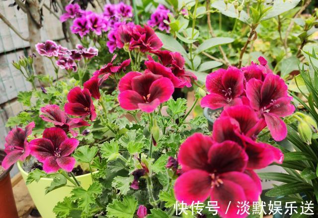 生根液|养花，一换盆就出问题注意3个“事项”，快速冒新根，事半功倍