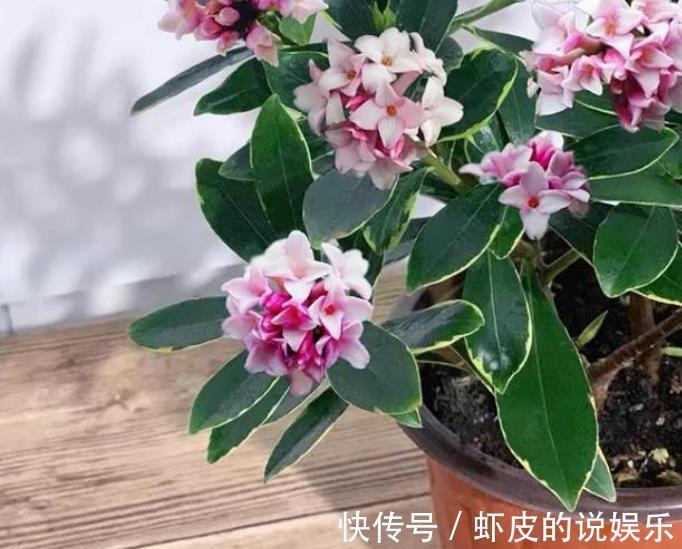 秋冬室内养花,2个要点要牢记,不然花花黄叶难过冬,别大意